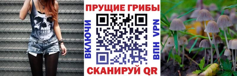 Купить где  Кириши  Галлюциногенные грибы Psilocybe 